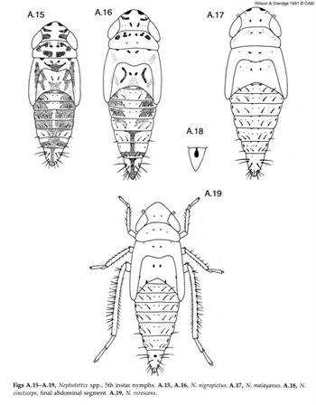 كوتولگی زردی